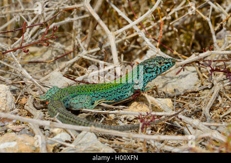 Formentera lézard des murailles (Podarcis pityusensis formenterae formenterae, Podarcis), homme, Espagne, Baléares, Formentera Banque D'Images