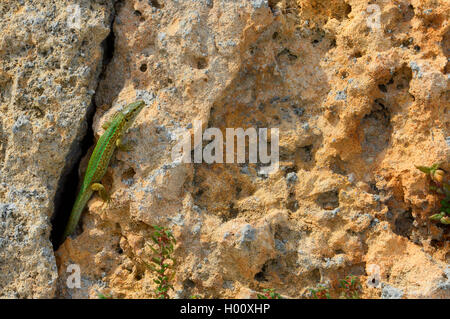 Ibiza lézard des murailles (Podarcis pityusensis, Lacerta pityusensis, Podarcis pityusensis pityusensis ), abandonné Ibiza lézard des murailles dans le port de Cala Ratjada, Espagne, Baléares, Majorque Banque D'Images