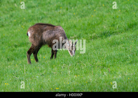 Chamois (Rupicapra rupicapra), le pâturage dans une prairie de montagne, Suisse, Grisons, Zernez Banque D'Images