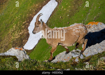 Bouquetin des Alpes (Capra ibex, Capra ibex ibex), Doe dans le changement de la fourrure marche sur une saillie rocheuse, side view, Suisse, Toggenburg, Chaeserrugg Banque D'Images