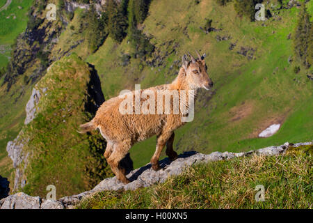 Bouquetin des Alpes (Capra ibex, Capra ibex ibex ibex), les jeunes en fourrure d'hiver debout sur une falaise, vue latérale, Suisse, Toggenburg, Chaeserrugg Banque D'Images