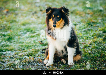 Petits Jeunes Shetland Sheepdog, Sheltie, Collie chiot s'asseoir dans l'Herbe Outdoor Banque D'Images