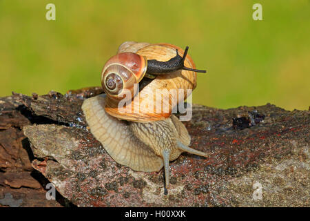 Escargot romain, les escargots, les escargots escargot, escargots, escargot, escargot apple vigne, vigne, vigne escargot snail (Helix pomatia), avec les lèvres marron sur le dos d'escargot, Allemagne Banque D'Images