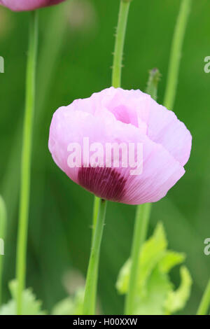 Du pavot à opium (Papaver somniferum), fleur Banque D'Images
