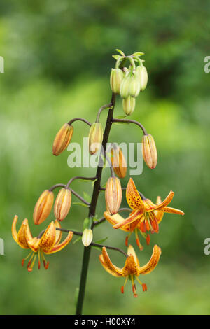 Turk's japonais-cap lily (Lilium hansonii), fleurs Banque D'Images