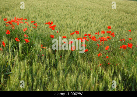 Triticale (Triticosecale,X Triticosecale), pavot dans le Triticale terrain , Allemagne Banque D'Images