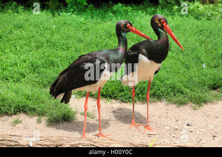 La cigogne noire (Ciconia nigra), deux cigognes debout dans le sable, Allemagne Banque D'Images