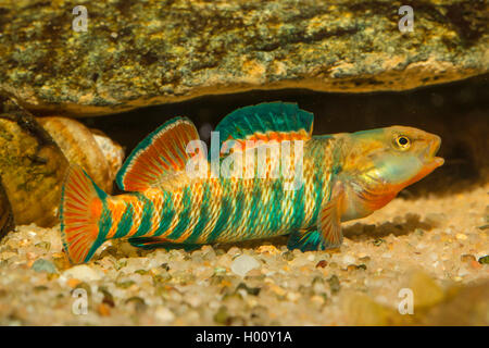 Le dard arc-en-ciel (Etheostoma caeruleum), homme avec coloration nuptiale Banque D'Images