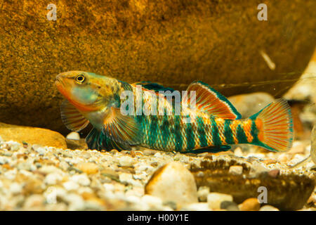 Le dard arc-en-ciel (Etheostoma caeruleum), homme avec coloration nuptiale Banque D'Images