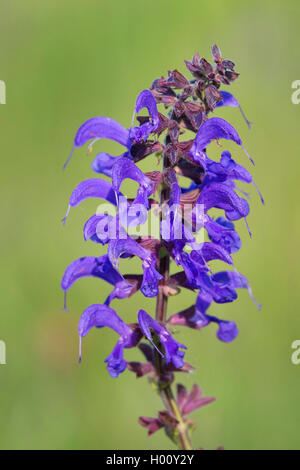 Meadow clary, meadow sauge (Salvia pratensis), l'inflorescence, Germany Banque D'Images