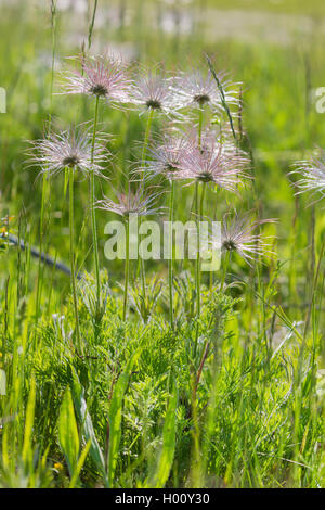 Anémone pulsatille (Pulsatilla vulgaris), la fructification, Germany Banque D'Images