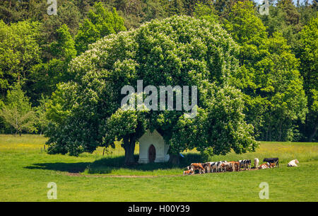 Le marronnier commun (Aesculus hippocastanum), près d'un troupeau de bovins en fleurs de châtaigniers, l'Allemagne, la Bavière Banque D'Images