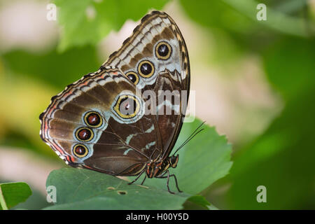 Morpho bleu (Morpho peleides), se trouve sur une feuille, USA Banque D'Images