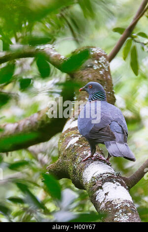 La bolle pigeon (Columba bollii), assis sur une branche dans la forêt laurifère, vue arrière, Canaries, La Palma Banque D'Images