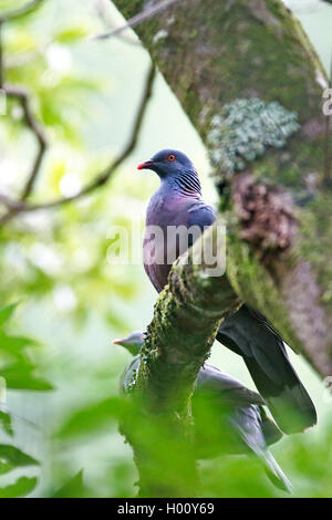 La bolle pigeon (Columba bollii), assis sur une branche dans la forêt laurifère, side view, Canaries, La Palma Banque D'Images