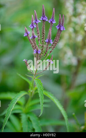 Verbena hastata Verveine (bleu), la floraison, l'Allemagne, la Bavière Banque D'Images