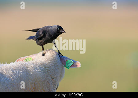 Choucas (Corvus monedula), debout sur la tête d'une brebis et la recherche de parasites, Pays-Bas, Frise Banque D'Images