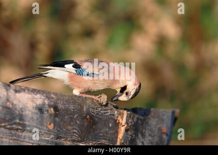 Eurasian Jay (Garrulus glandarius atricapillus, Garrulus atricapillus), manger des pommes de pin, Grèce, Lesbos Banque D'Images