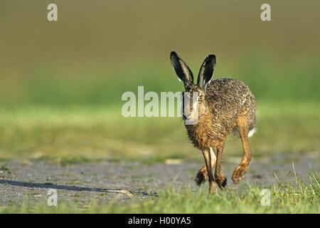 Lièvre européen, lièvre Brun (Lepus europaeus), exécuté sur un chemin de champ, Pays-Bas, Frise Banque D'Images