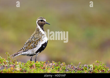 Pluvier doré européen (Pluvialis apricaria), debout dans fjell, vue de côté, la Norvège, l'Varangerhalbinsel Banque D'Images