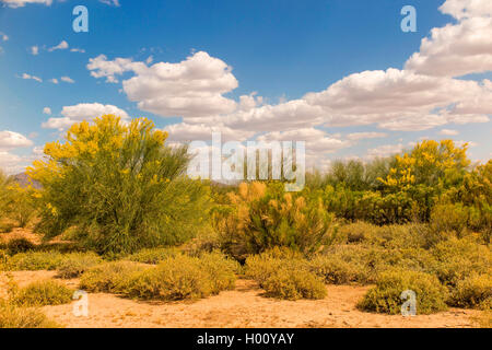 Palo Verde bleu (Parkinsonia florida, Cercidium floridum), qui fleurit en désert, USA, Arizona Sonora, Banque D'Images