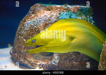 Murène verte (Gymnothorax funebris), natation, portrait, USA, Floride, Aquarium Sarasota Banque D'Images