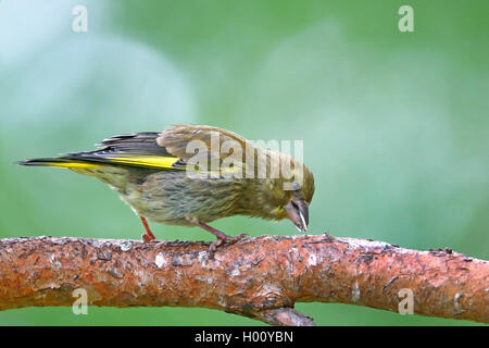 Verdier d'Europe (Carduelis chloris), les jeunes oiseaux se nourrissant de graines, vue de côté, la Norvège, l'Ovre Pasvik National Park Banque D'Images