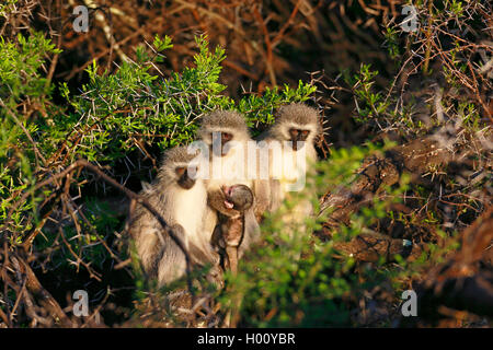 Singe Grivet, savane singe, singe, singe vert (Cercopithecus aethiops), animaux famille avec petit singe assis dans le soleil levant sur un arbre, Afrique du Sud, Eastern Cape, Camdeboo National Park Banque D'Images