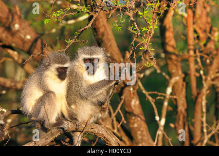 Singe Grivet, savane singe, singe, singe vert (Cercopithecus aethiops), paire assis dans le soleil du matin sur un arbre, Afrique du Sud, Eastern Cape, Camdeboo National Park Banque D'Images