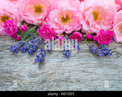 Bouclés rose roses et lavande provence ouvert sur la old weathered wooden board Banque D'Images
