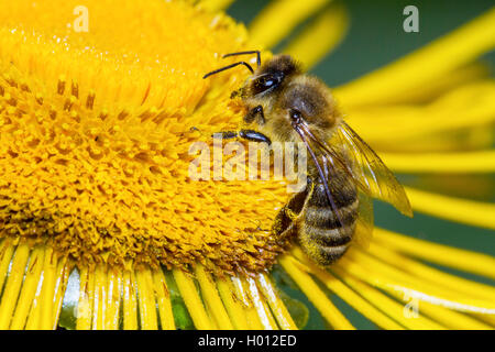 Abeille, ruche abeille (Apis mellifera mellifera), sur telecia, Allemagne, Mecklembourg-Poméranie-Occidentale Banque D'Images