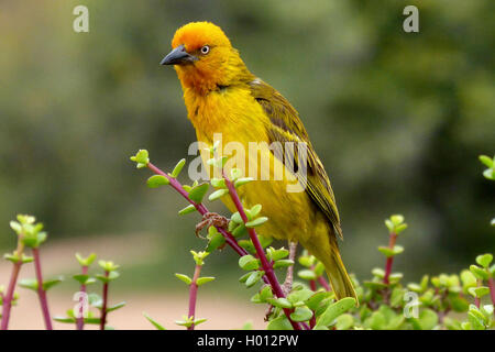 Cape weaver (Ploceus capensis), est assis sur une tige, Afrique du Sud, le Parc national Krueger Banque D'Images