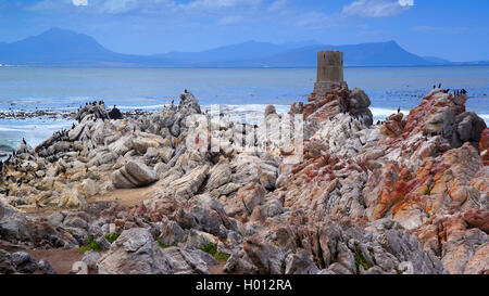 Betty's Bay, Stoney Point, Afrique du Sud Banque D'Images