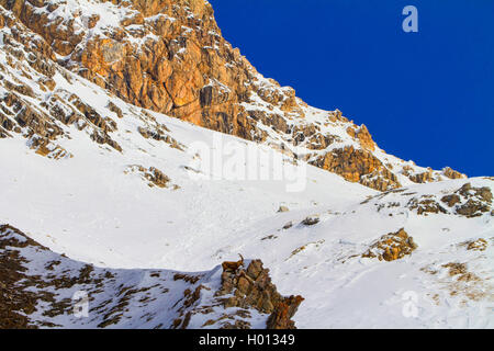 Bouquetin des Alpes (Capra ibex, Capra ibex ibex), debout dans les montagnes sur une falaise, dans la neige, la Suisse, les Grisons, le Piz Bernina Banque D'Images