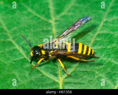Potter (wasp Ancistrocerus nigricornis ), Femme, Allemagne Banque D'Images