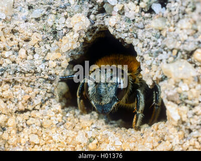 Anthid grande abeille (le byssinum), femme au nid, Allemagne Banque D'Images