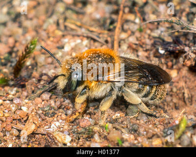 Anthid grande abeille (le byssinum), femme au nid, Allemagne Banque D'Images