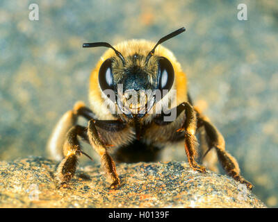 Abeille fleur (Anthophora aestivalis), Femme, Allemagne Banque D'Images