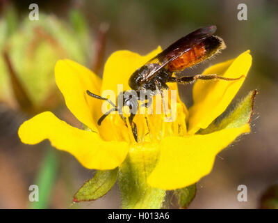 Abeille du sang (Sphecodes crassus), femme qui se nourrissent de potentille rampante (Potentilla reptans), Allemagne Banque D'Images