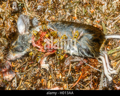 Guêpe Dolichovespula saxonica (Saxon, Vespula saxonica), les guêpes se nourrissent d'une souris morte, Allemagne Banque D'Images