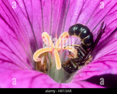 Scissor abeille (Osmia, florisonmis Chelostoma florisomne), Femme dort dans la fleur de géranium (Cranesbills spec.)., Allemagne Banque D'Images