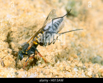 Digger wasp (Oxybelus argentatus), Femme avec les proies (Stiletto Fly - Thereva sp.) au nid, Allemagne Banque D'Images