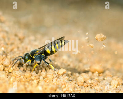 Digger wasp (Bembecinus tridens), Femme de creuser le nid, Allemagne Banque D'Images