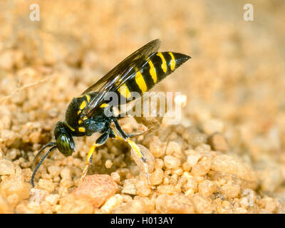 Digger wasp (Bembecinus tridens), Femme de creuser le nid, Allemagne Banque D'Images