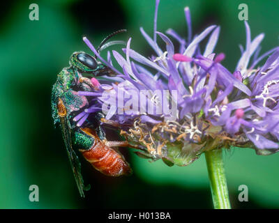 Wasp (Parnopes or grandior), femme qui se nourrissent de Sheep's Bit Scabious (Jasione montana), Allemagne Banque D'Images