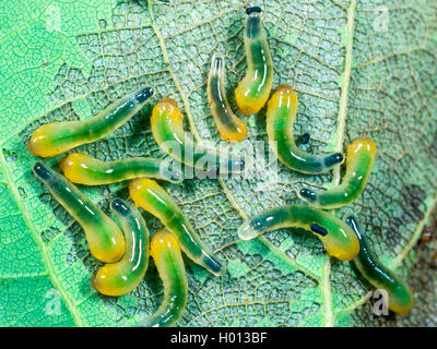 (Tenthredinidae), les jeunes larves se fenestrate profil d'alimentation dans les feuilles (Quercus robur), Allemagne Banque D'Images