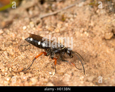 Episyron albonotatum (wasp Spider), femelle creusant nid, Allemagne Banque D'Images