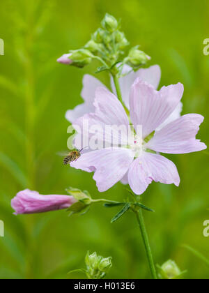 Eucera (Tetralonia macroglossa, Eucera macroglossa, Tetralonia malvae), homme approchant une fleur de musc-mallow (Malva moschata), Allemagne Banque D'Images