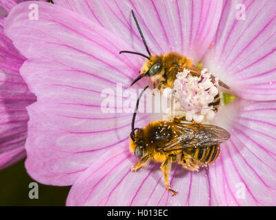 Eucera (Tetralonia macroglossa, Eucera macroglossa, Tetralonia malvae), Roosing avec agrégation de deux mâles dans une fleur de musc-mallow (Malva moschata), Allemagne Banque D'Images
