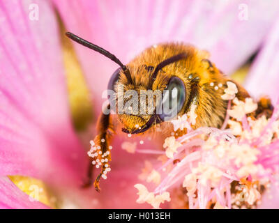 Eucera (Tetralonia macroglossa, Eucera macroglossa, Tetralonia malvae), Femme dans la fleur de musc-mallow (Malva moschata), Allemagne Banque D'Images